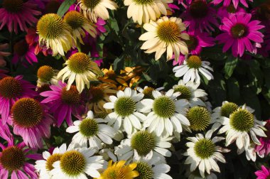 colorful coneflowers in the garden clipart