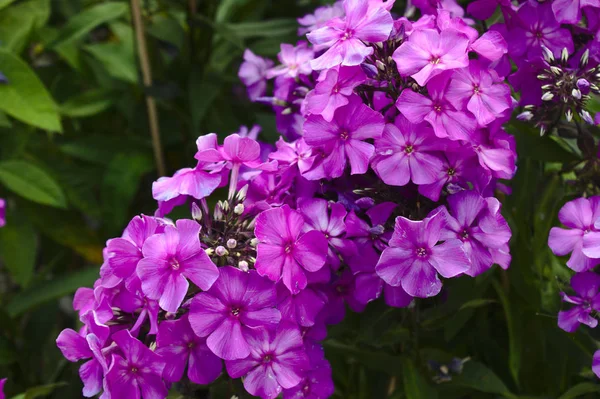 Phlox Violet Dans Jardin — Photo