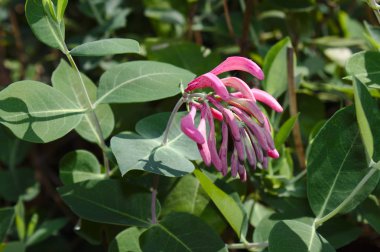 bahçede güzel hanımeli