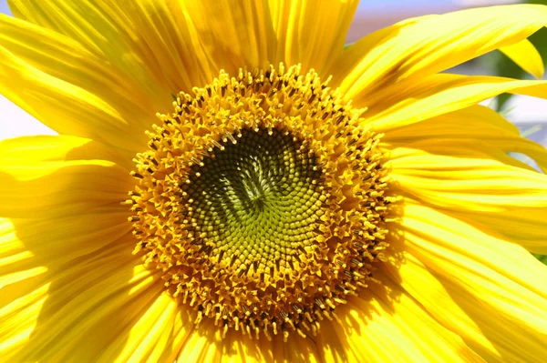 Hermoso Girasol Jardín — Foto de Stock