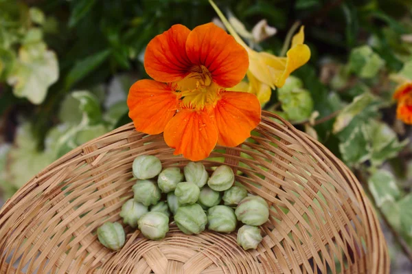 Bahçedeki Hint Teresi — Stok fotoğraf