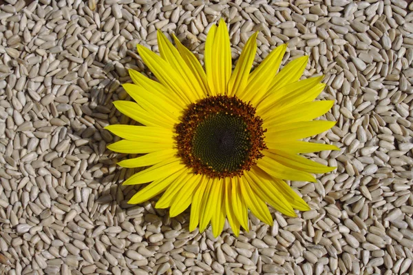 Sunflower Many Sunflower Seeds — Stock Photo, Image