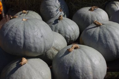 Bahçede bir sürü balkabağı