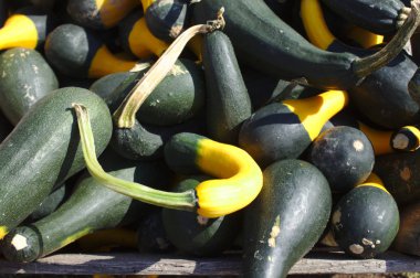 bahçede birçok süs kabakları