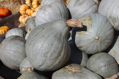 bahçede çok güzel kabaklar