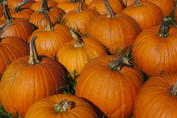 Muchas Calabazas Halloween Jardín — Foto de Stock