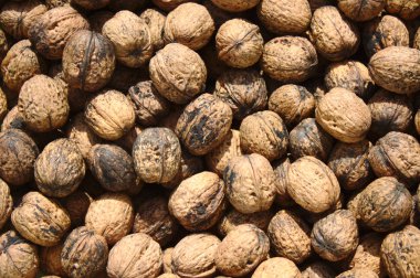 Birçok olgun ceviz içeren bir arkaplan