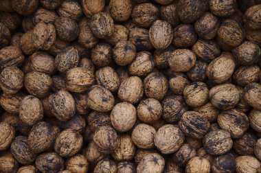 bahçede çok kahverengi olgun ceviz