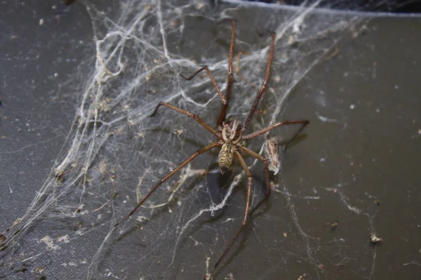 Dustspider Spiderweb Tuin — Stockfoto