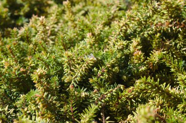 bahçede yeşil fundalık