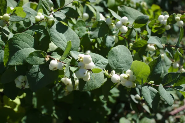 Snowberry Bush Sunny Day — Stock Photo, Image