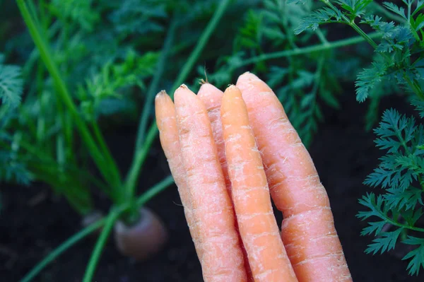 harvested carrots in the garden