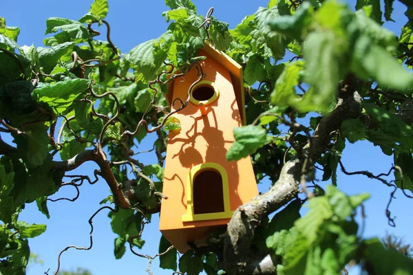 Bird House Willow Garden — Stock Photo, Image