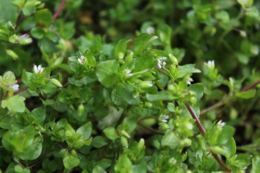 bahçede çiçek açan chickweed