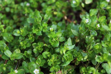 bahçede çiçek açan chickweed