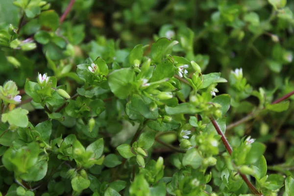 Blossoming Chickweed Garden — Stock Photo, Image