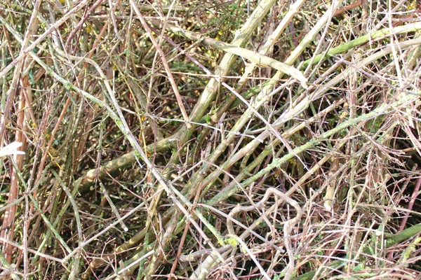 Petites Branches Dans Jardin — Photo