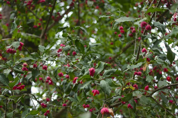 Árbol Husillo Otoño —  Fotos de Stock