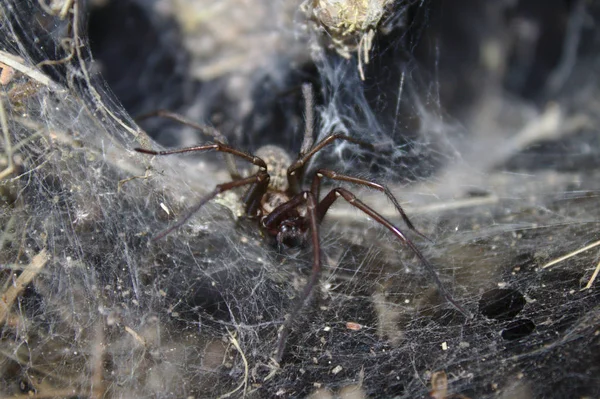 Dust Spider Garden — Stock Photo, Image