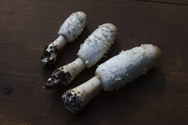lawyer's wig  on brown wooden boards