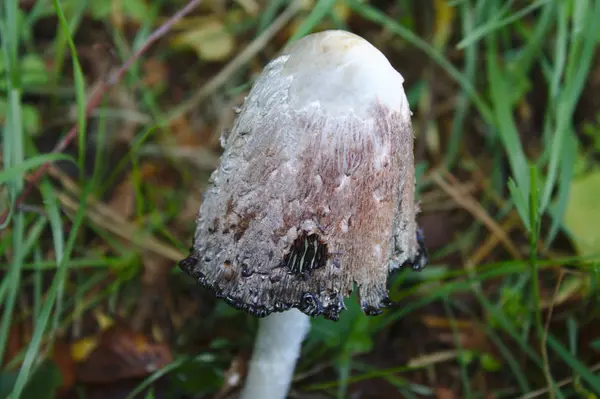 Peluca Abogado Bosque — Foto de Stock