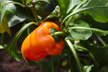 Bahçede portakal biberi