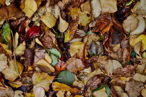 Wiele Mokrych Jesiennych Liści Ogrodzie — Zdjęcie stockowe