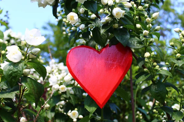 Cuore Rosso Nel Gelsomino — Foto Stock