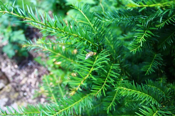 Eine Fliege Garten — Stockfoto