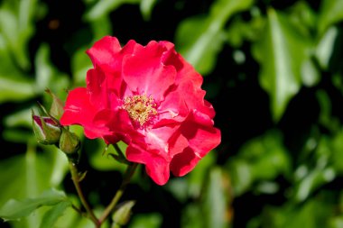 Bahçede kırmızı gül