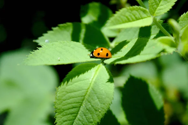 Ladybird Leaf Garden — ストック写真