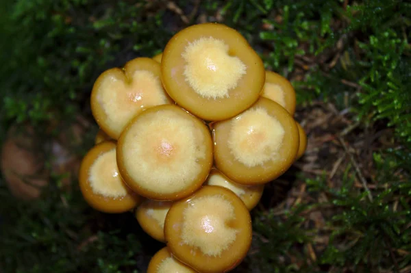 Sienet Syksyllä Metsässä — kuvapankkivalokuva