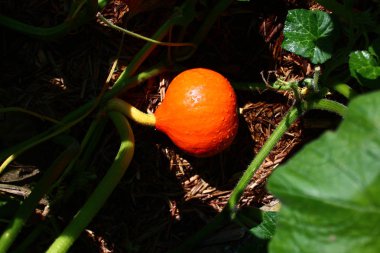 Yağmurdan sonra bahçede balkabağı