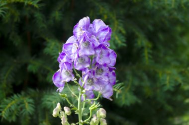 Bahçedeki mavi boğanotu