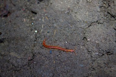 Bahçedeki küçük kırkayak