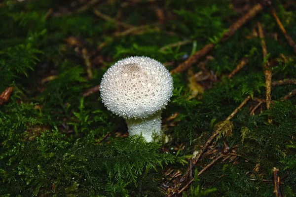 Puffbälle Herbst Wald — Stockfoto