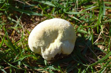 yaz aylarında çayırda puf topları