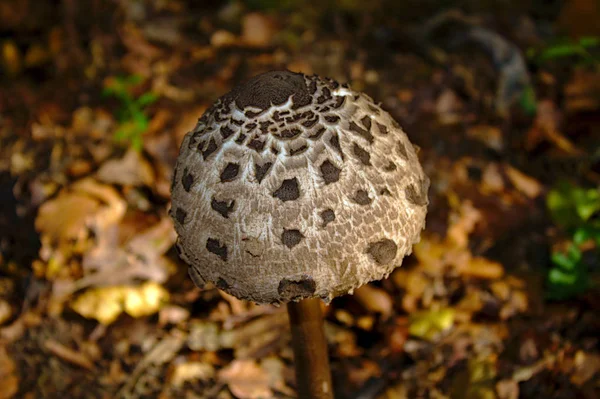 Parasol Mushroom Forest — Stock Photo, Image