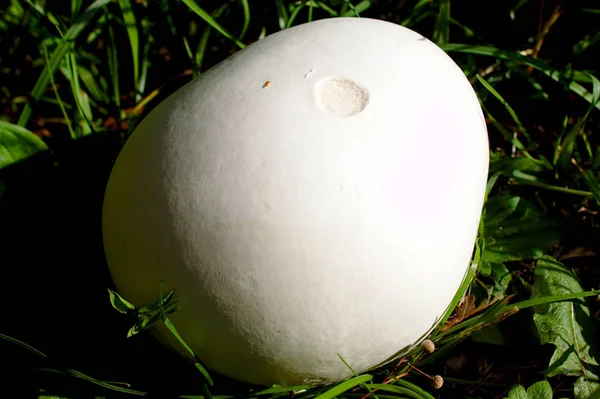 Τεράστια Puffball Στον Κήπο — Φωτογραφία Αρχείου