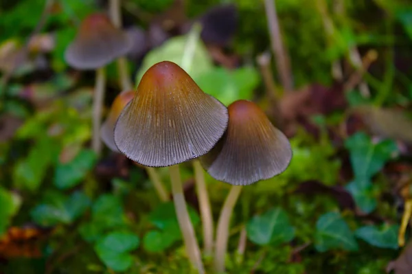 Setas Bosque Otoño —  Fotos de Stock