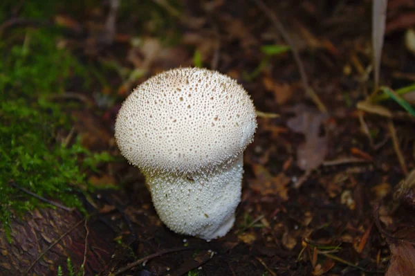 Puffballs Στο Δάσος Φθινόπωρο — Φωτογραφία Αρχείου