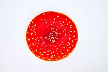 Beyaz arkaplanda agarik şapka uçur