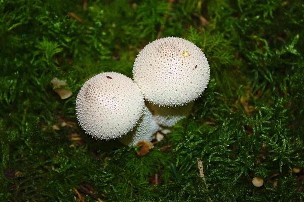 Puffballs Στο Δάσος Φθινόπωρο — Φωτογραφία Αρχείου