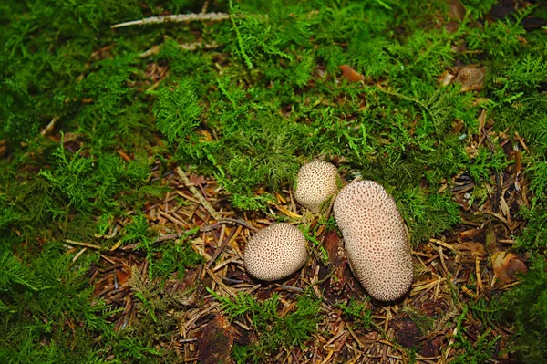 Common Earthball Forest — Stock Photo, Image