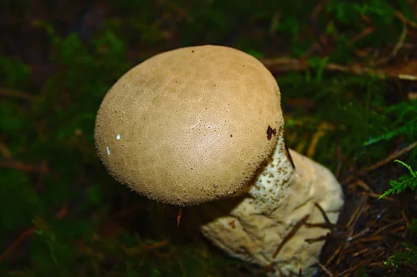 Common Earthball Forest — Stock Photo, Image