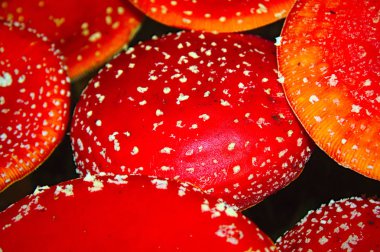 Ormandaki sinek tarlaları