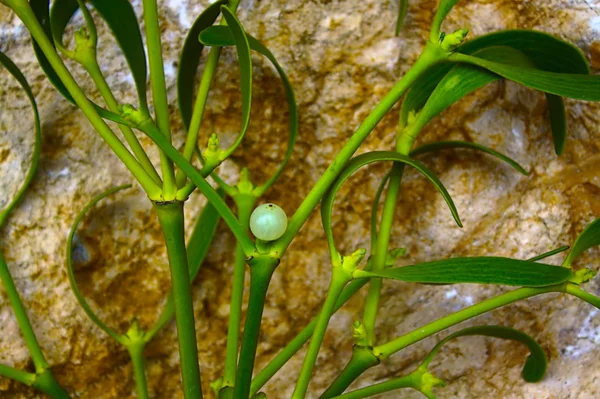 Mistletoe Berries Garden — Stock Photo, Image