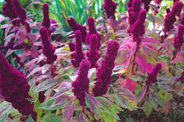 Sonbaharda bir papatya tarlası