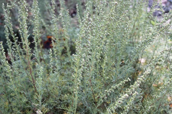 Jungenliebe Garten — Stockfoto