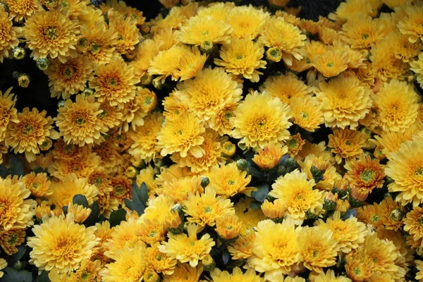 Bellissimo Crysanthemum Giardino — Foto Stock